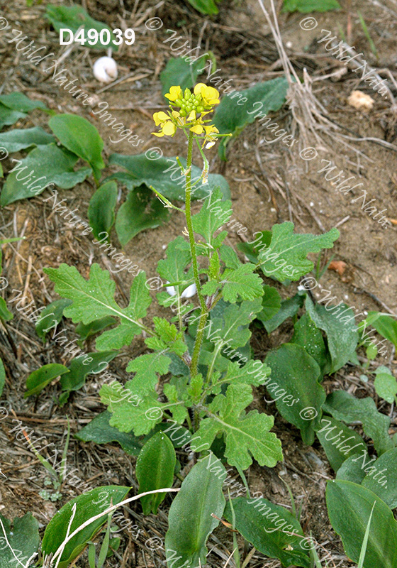 White Mustard (Sinapis alba)